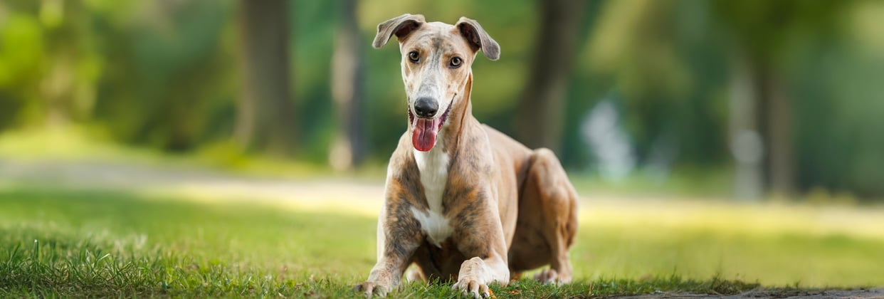 A greyhound stood in a field.