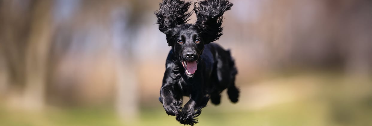 A cocker spaniel leaping in the air across grass.