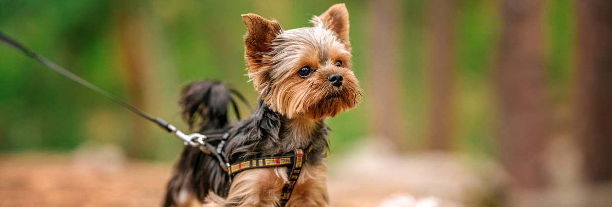 A tiny yorkie wearing a harness on a walk.