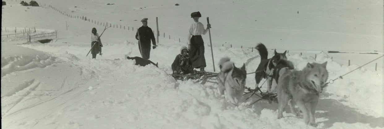 A historic photo of siberian huskies walking through snow.