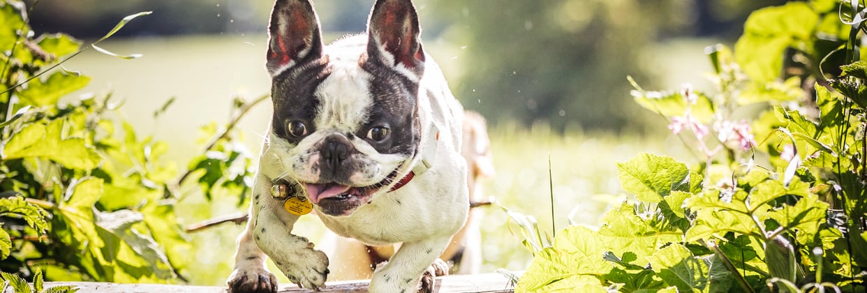 A french bulldog with its tongue hanging out.