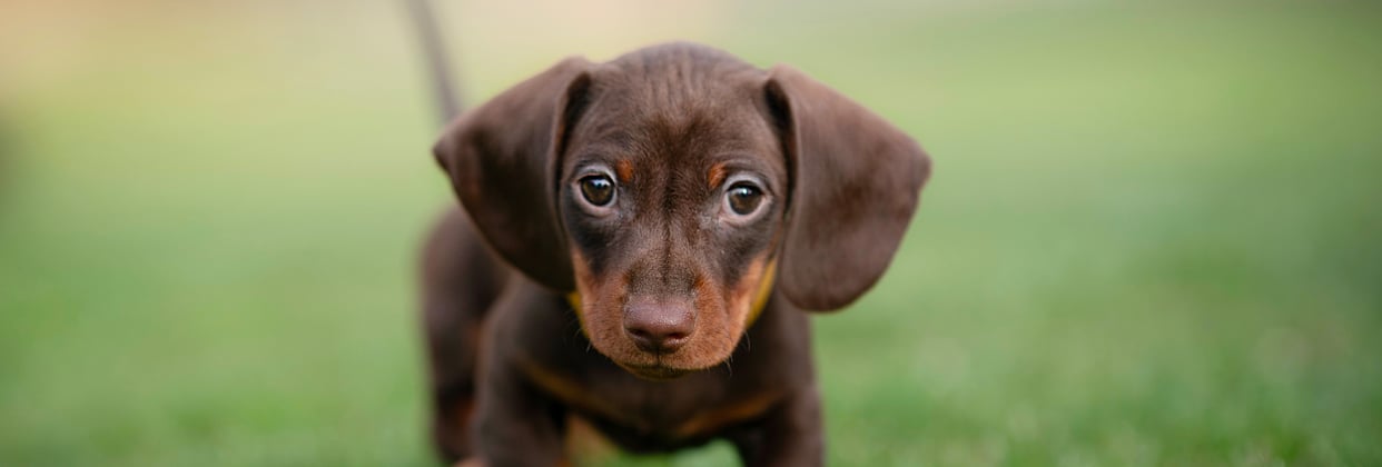 A brown miniature dachshund puppy.