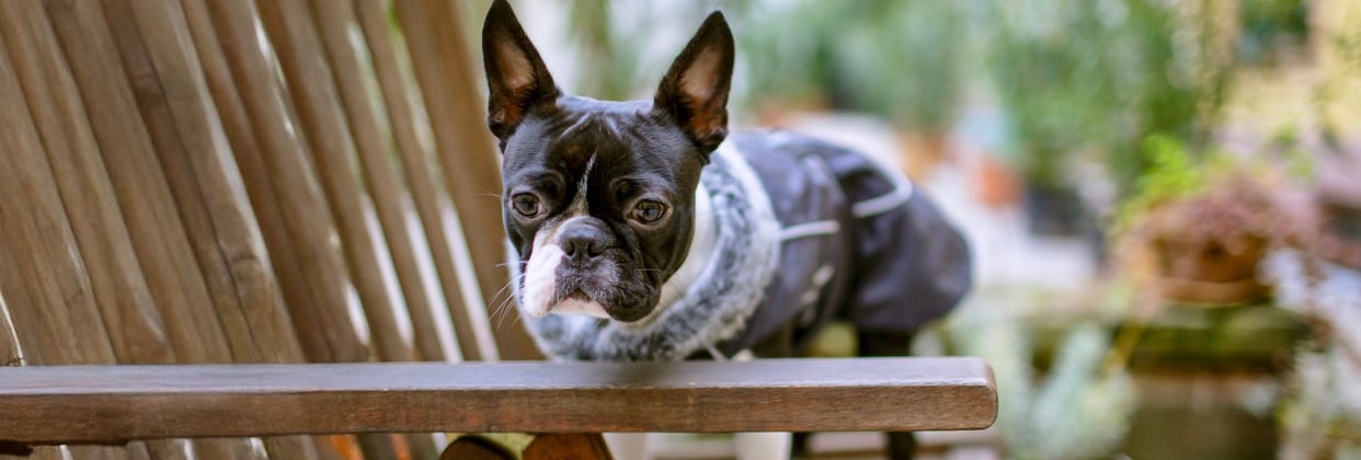A boston terrier on a brown garden chair.