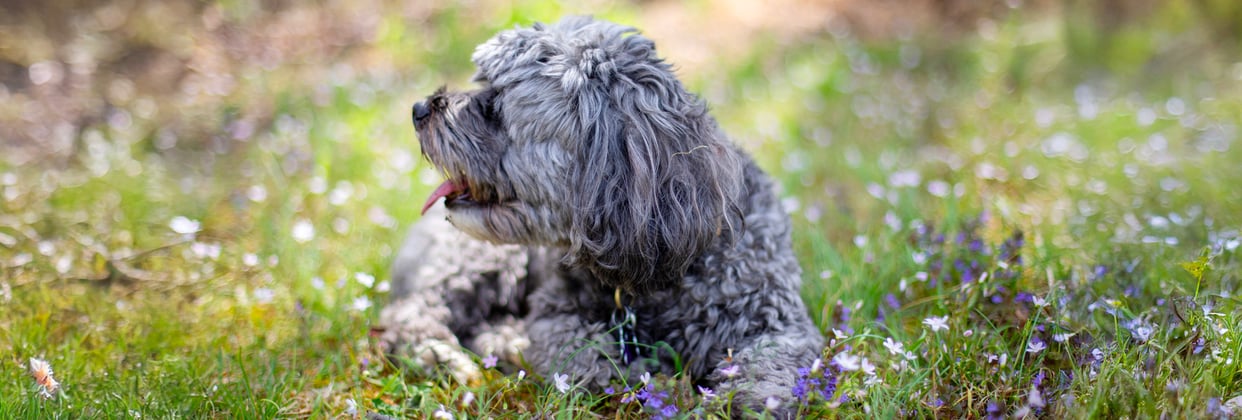 A dog laying in flowers.