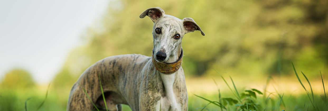 An inquisitive whippet looking at the camera.
