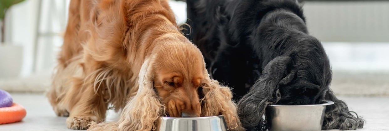 Two Cocker Spaniels eating from their bowls.