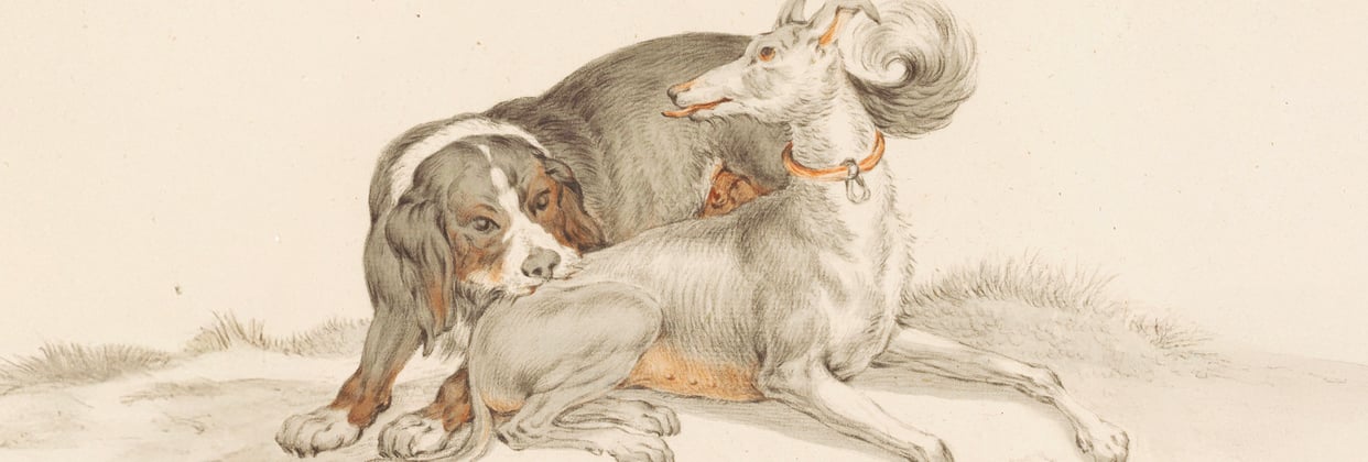 An old drawing of a Bernese Mountain Dog being cheeky and biting another dog.