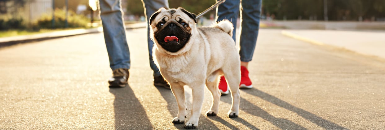 A pug on a leash with its two owners at sunset