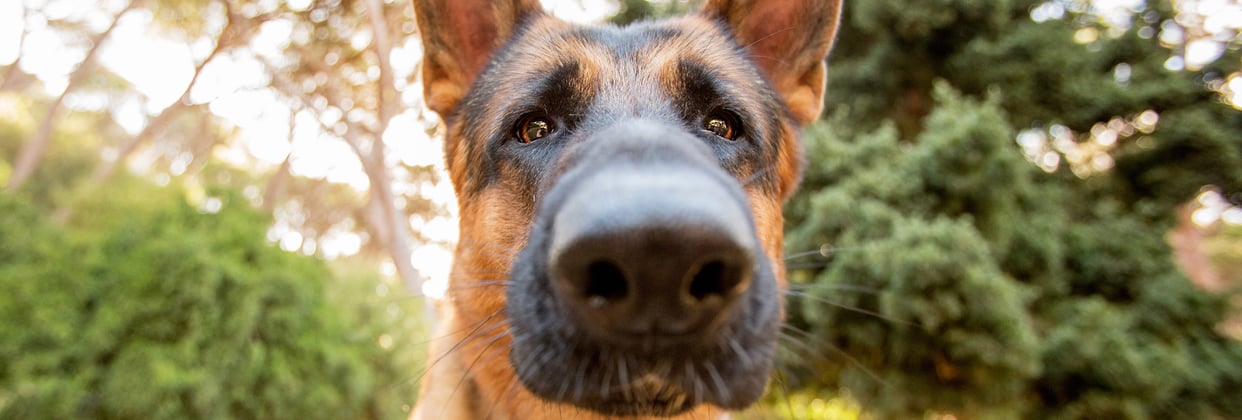 A german shepherd with its nose up close against the camera.