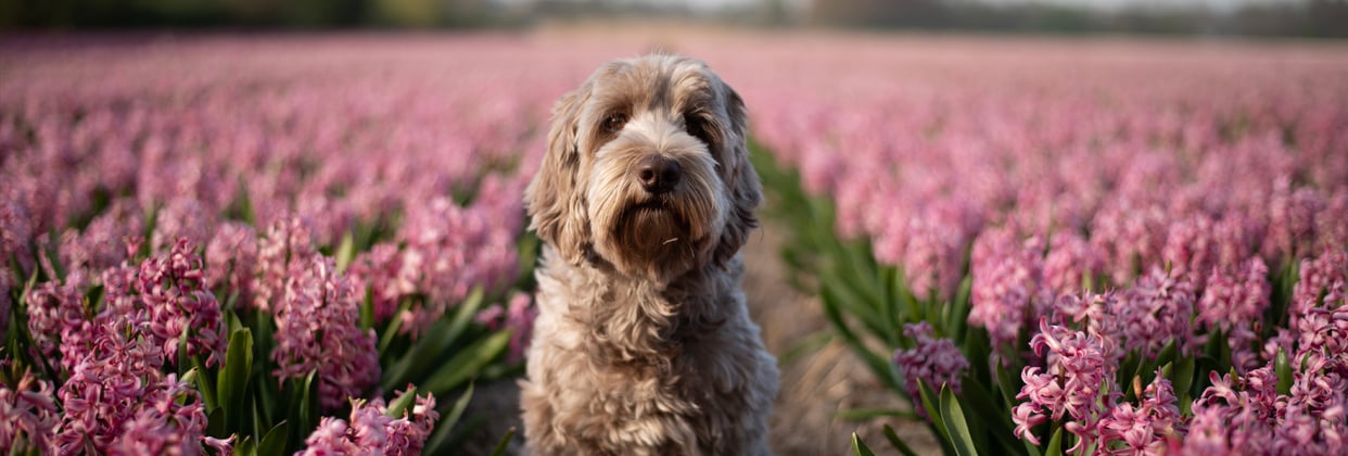 Labradoodle sitting in a field of pink flowers