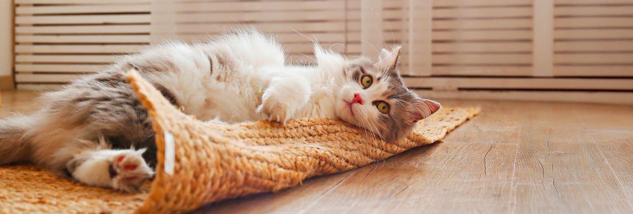 A siberian cat rolling around on a whicker mat.