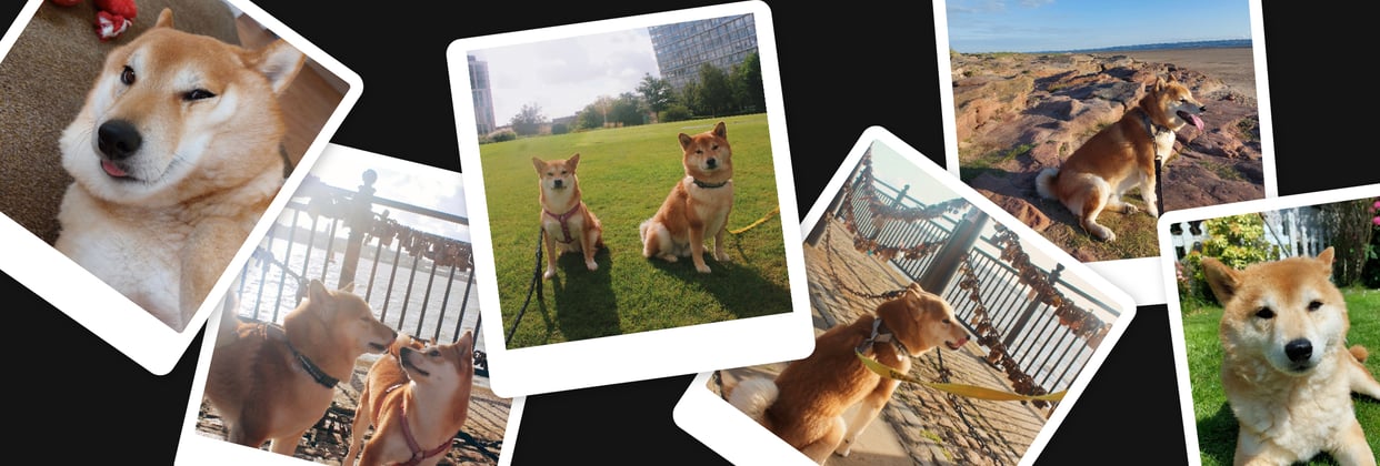 a collage of a Shiba Inu dog called Fred who is owned by a team member who works at Waggel