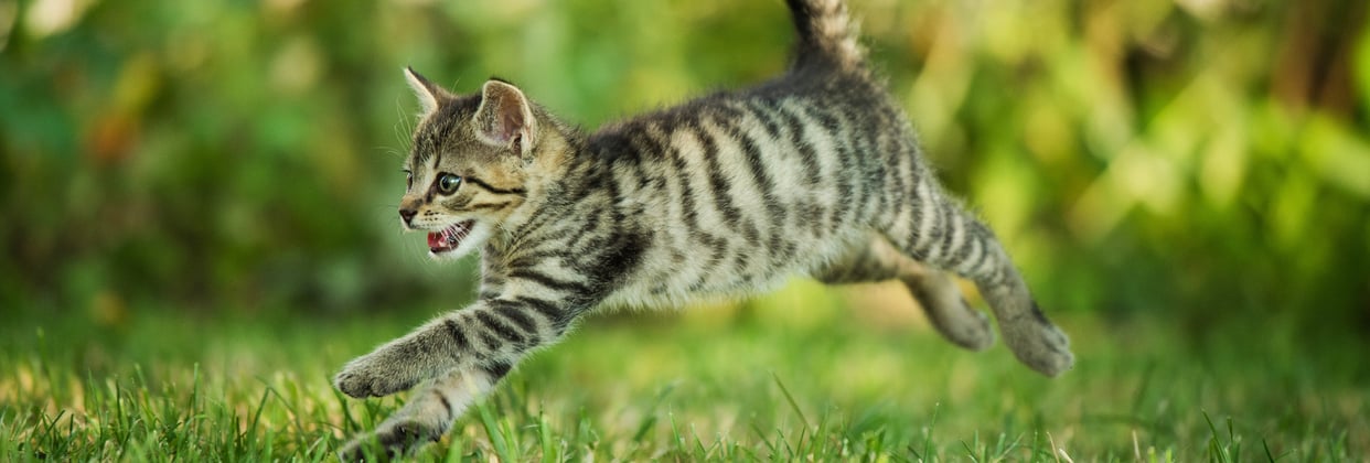 A tabby cat running.