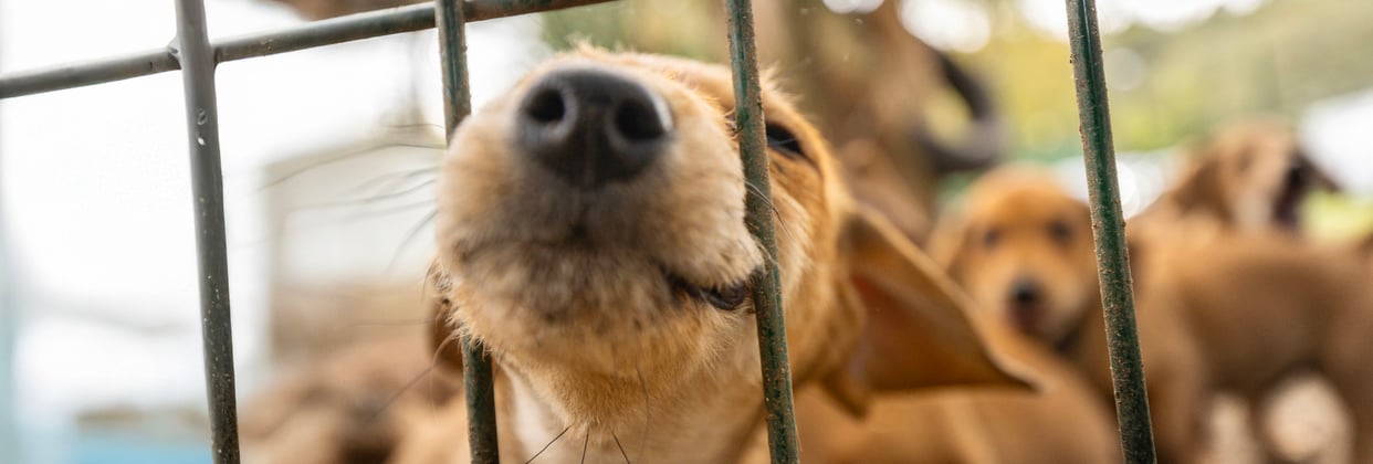 A puppy sticking his head out of a metal fence.