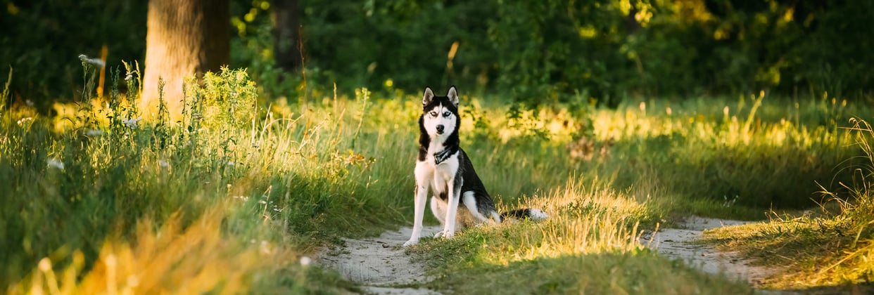 A siberian husky sitting on a path in a park at dusk.