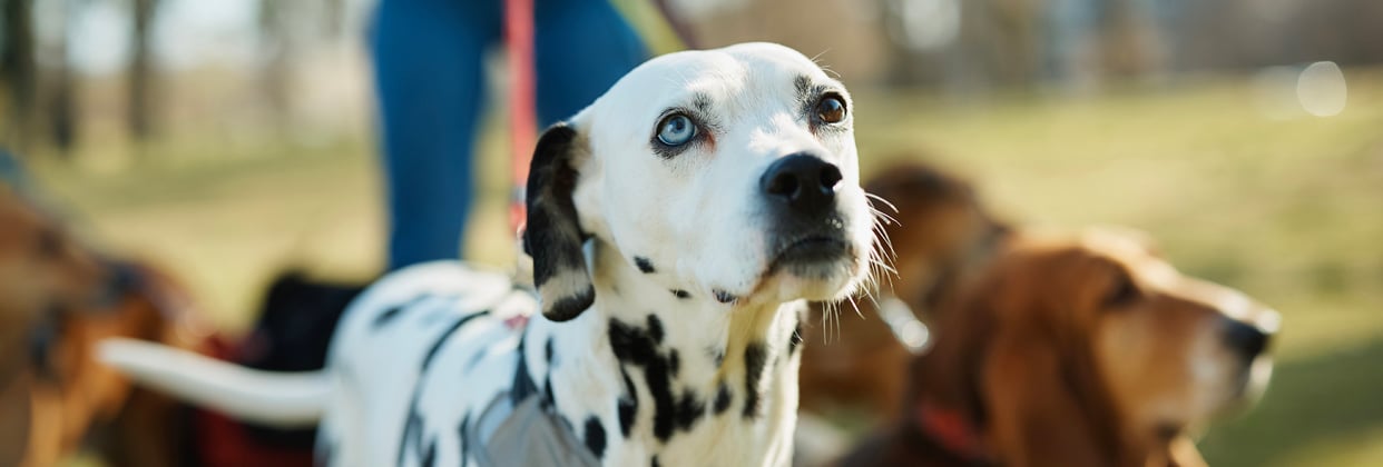Dalmatian standing outside