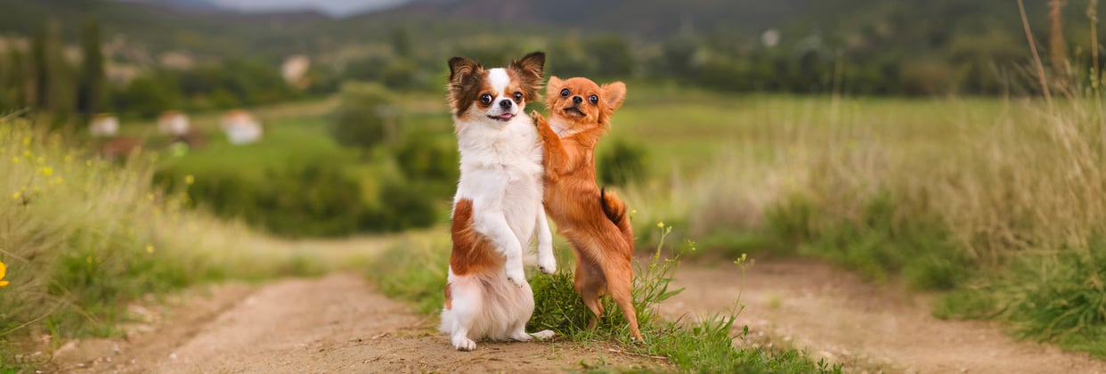 Two Chihuahuas standing on their back legs and holding one another.
