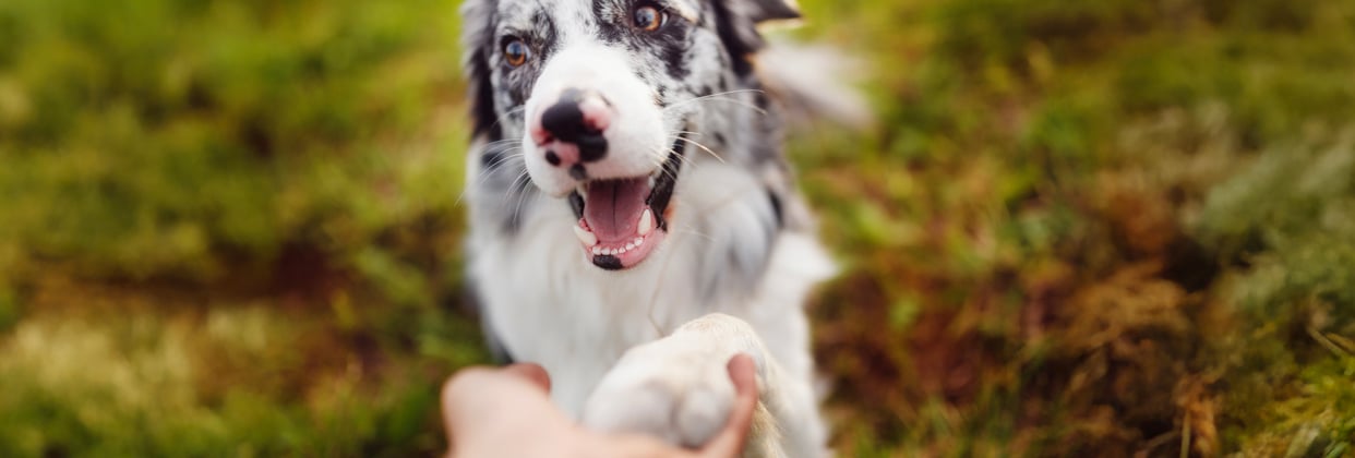 A happy border collie giving his paw to his owner.