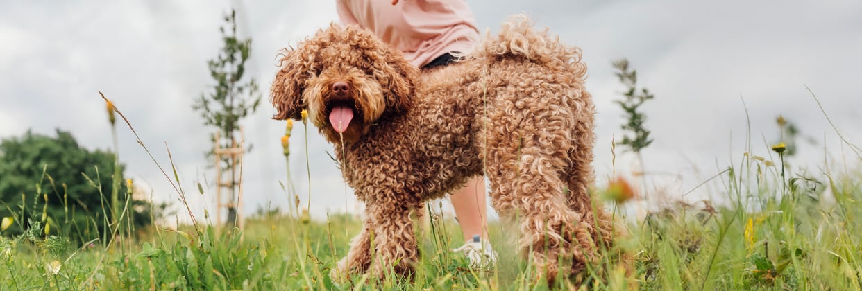 A brown maltipoo standing in grass.