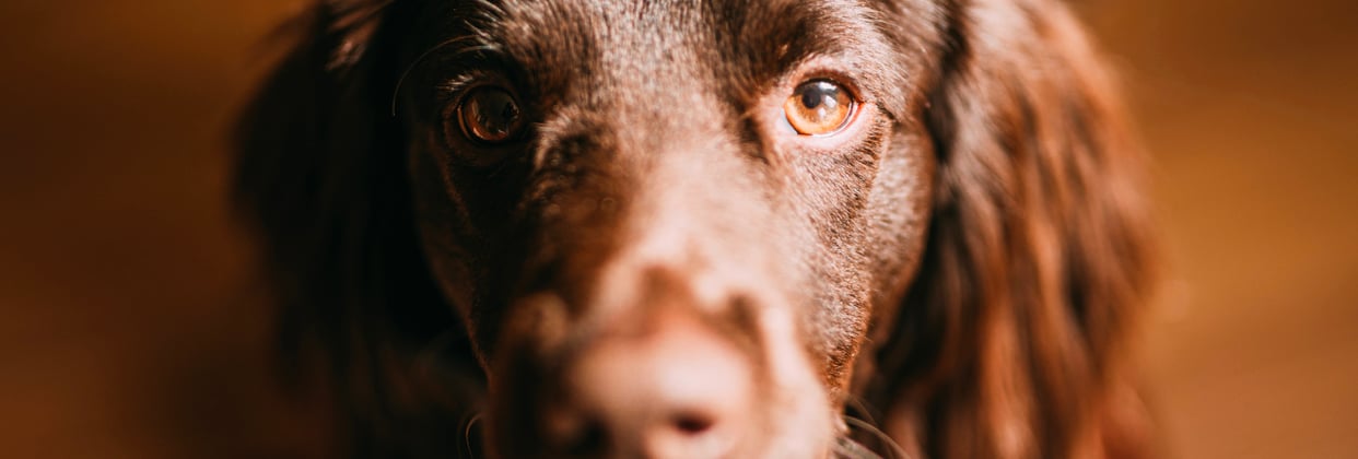 Close up of a Sprocker Spaniel's eyes