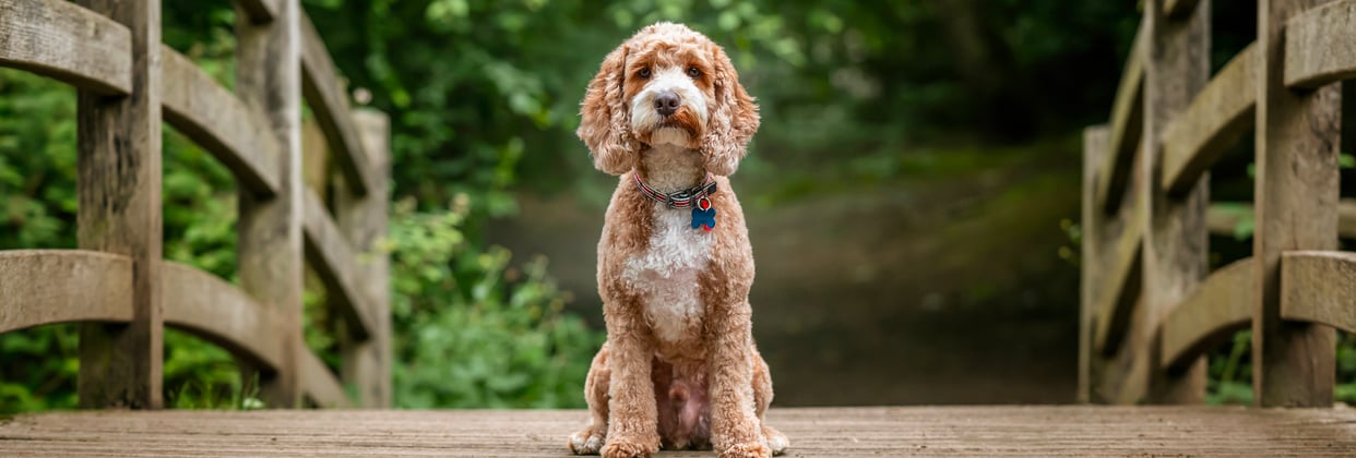 A dog sitting on a bridge.
