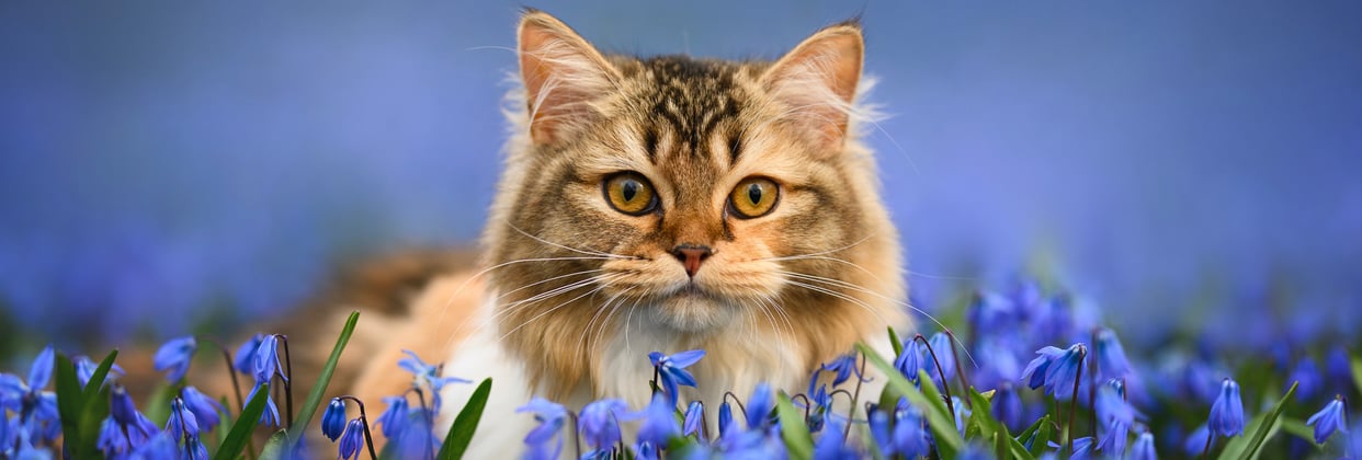 A siberian cat sitting among deep purple flowers.