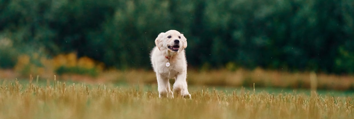 A golden retriever running across grass.