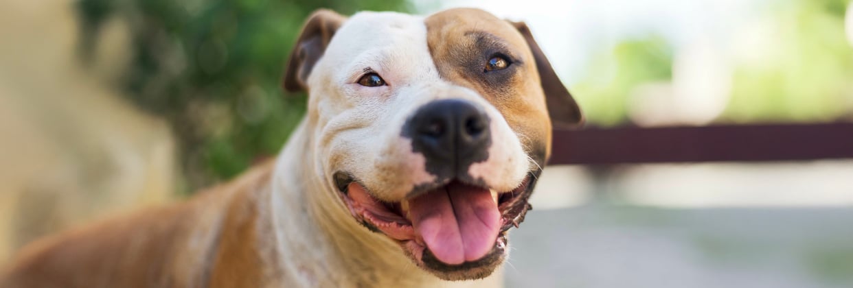 A staffordshire bull terrier looking at the camera with its tongue hanging out.