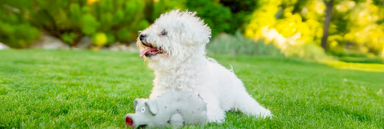 A bichon laying down in grass with a toy.