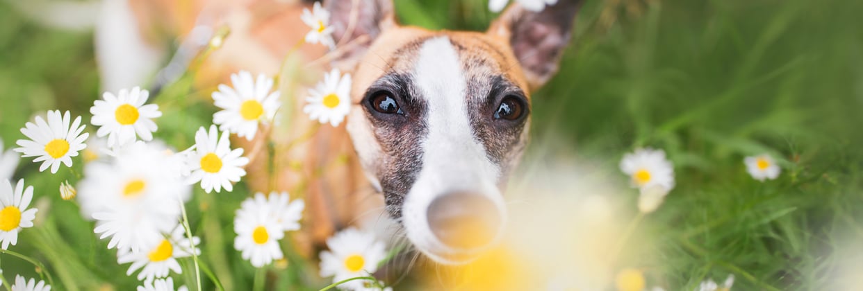 A pretty Whippet standing amongst daisy flowers.