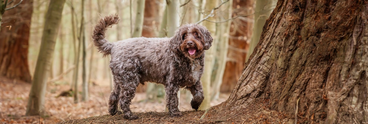 A Cockapoo in a forest.