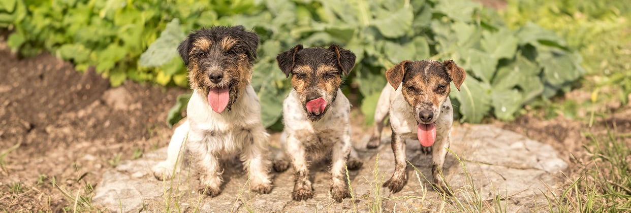 Three muddy jack russell terriers sat in a line in a garden patch