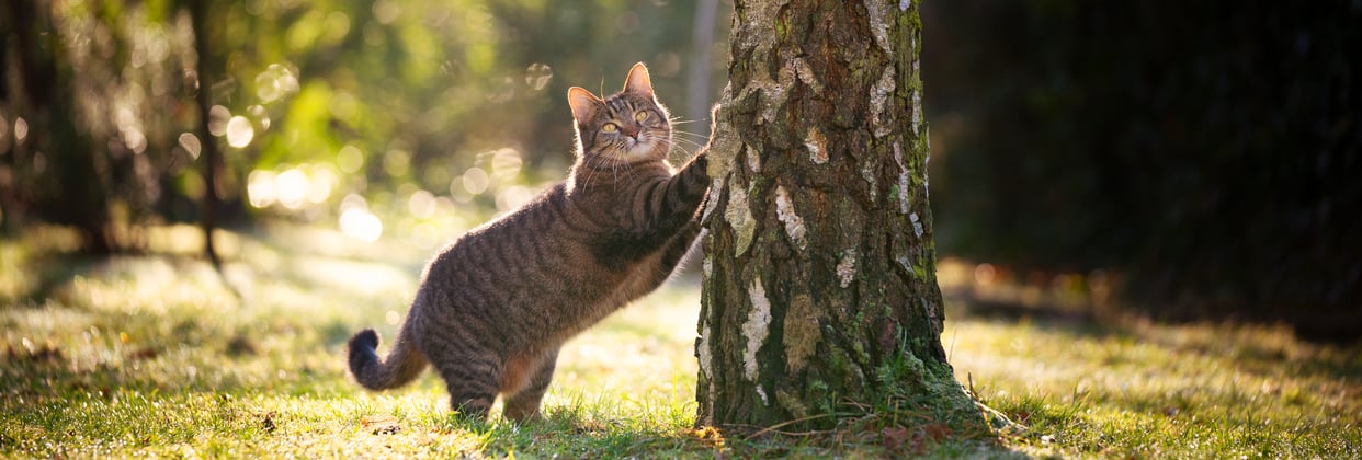 A tabby cat leaning against a tree.