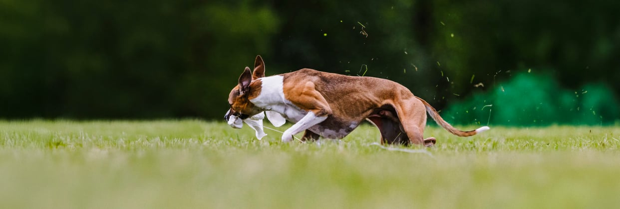 A lurcher leaping through the air.