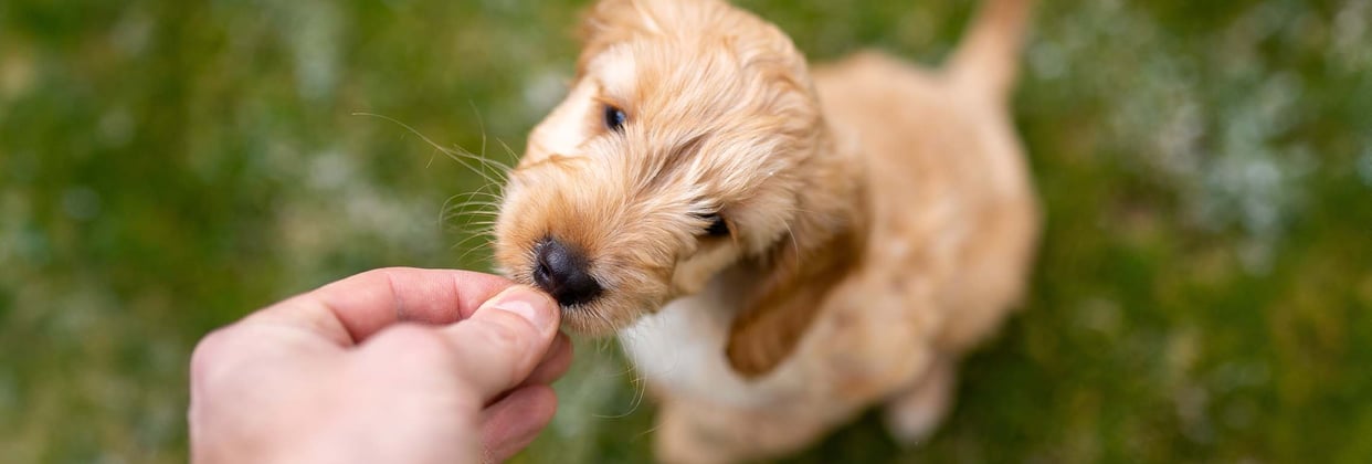 A cockapoo eating from someones hand