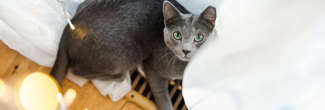 A russian blue looking up at the camera surrounded by white curtains.