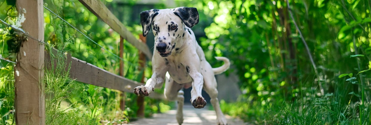 Dalmatian puppy running through a forest path
