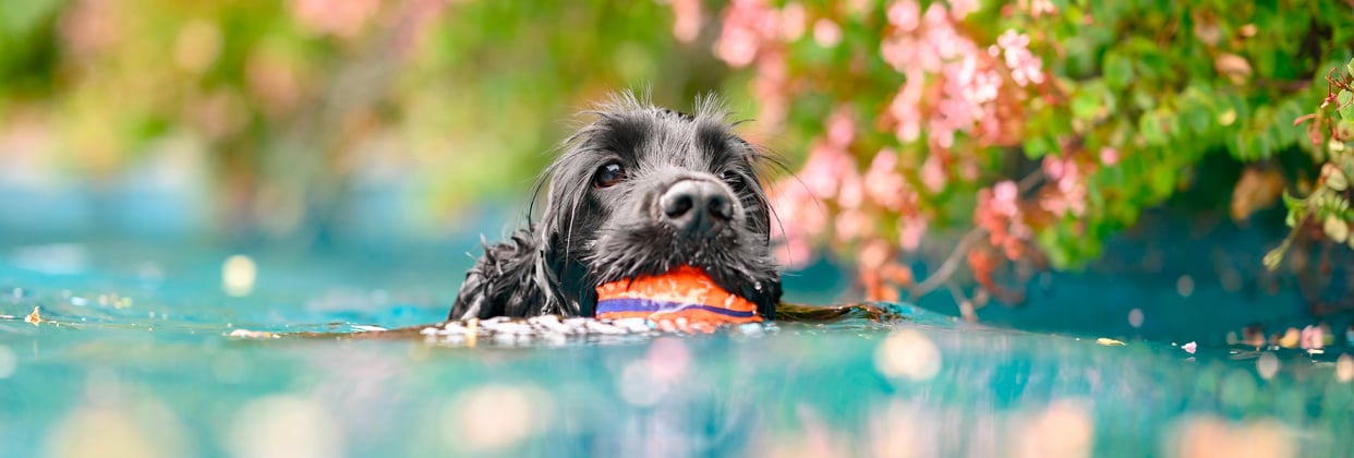 A sprocker spaniel swimming