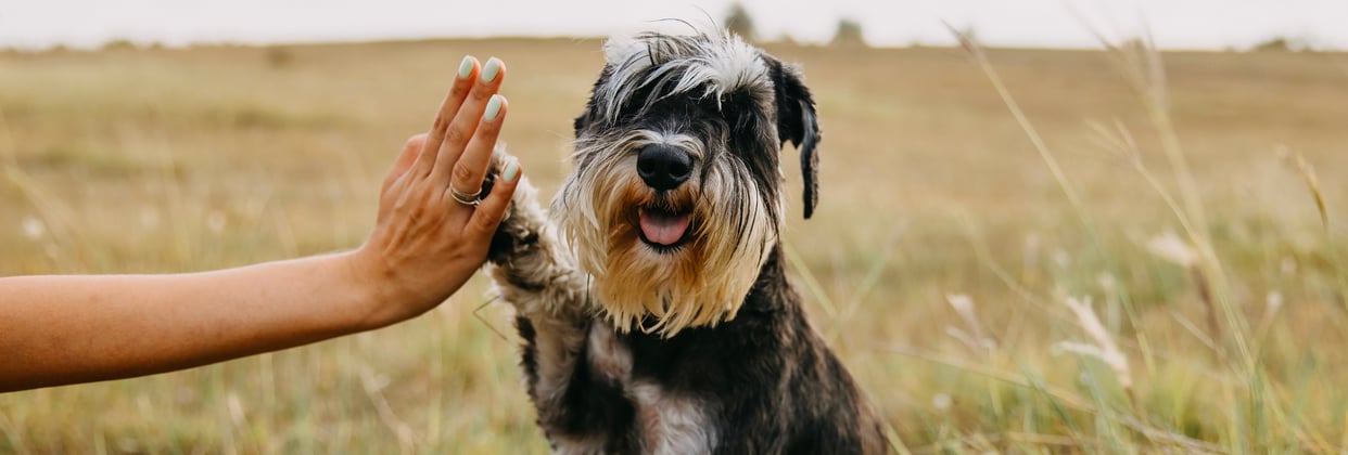 Miniature Schnauzer giving owner a high five