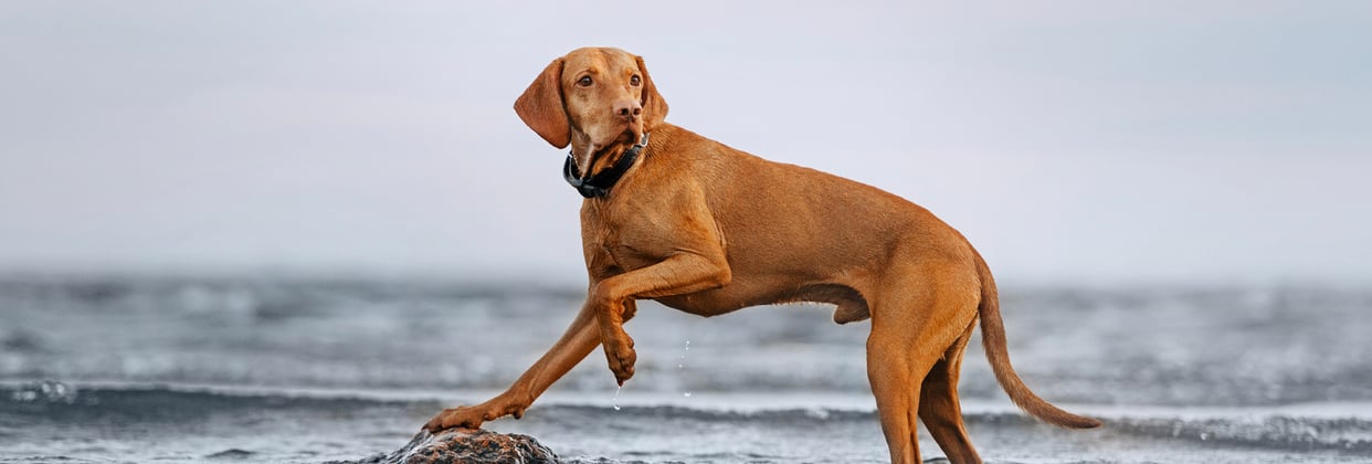 A hungarian vizsla running through the sea.