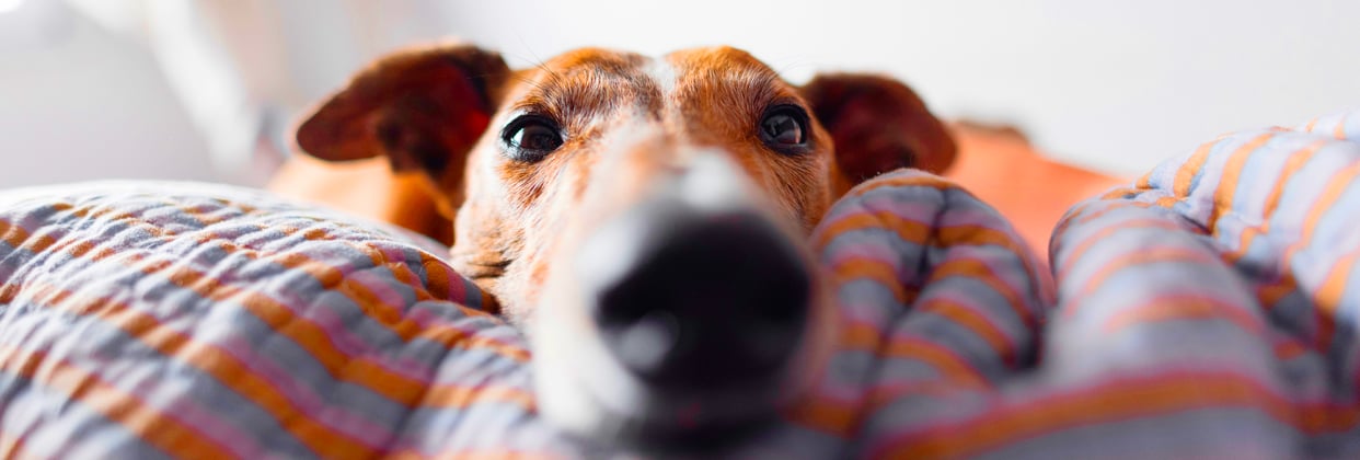 A close up image of a Greyhound in bed.