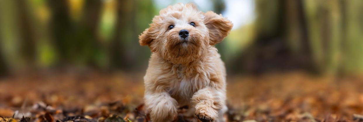 A cavapoo running through leaves.
