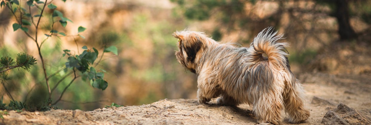 A lhasa apso looking over the edge of a hill.