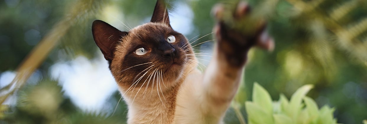 A Siamese cat reaching for a branch.