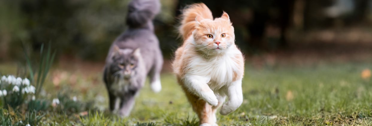 Two cats running together in a field.