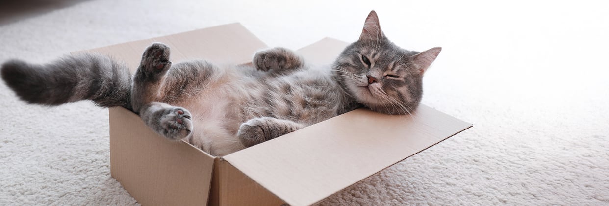 A cat laying on its back in a box.