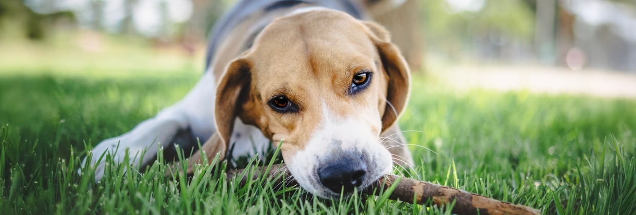 Beagle lying on grass with stick in mouth