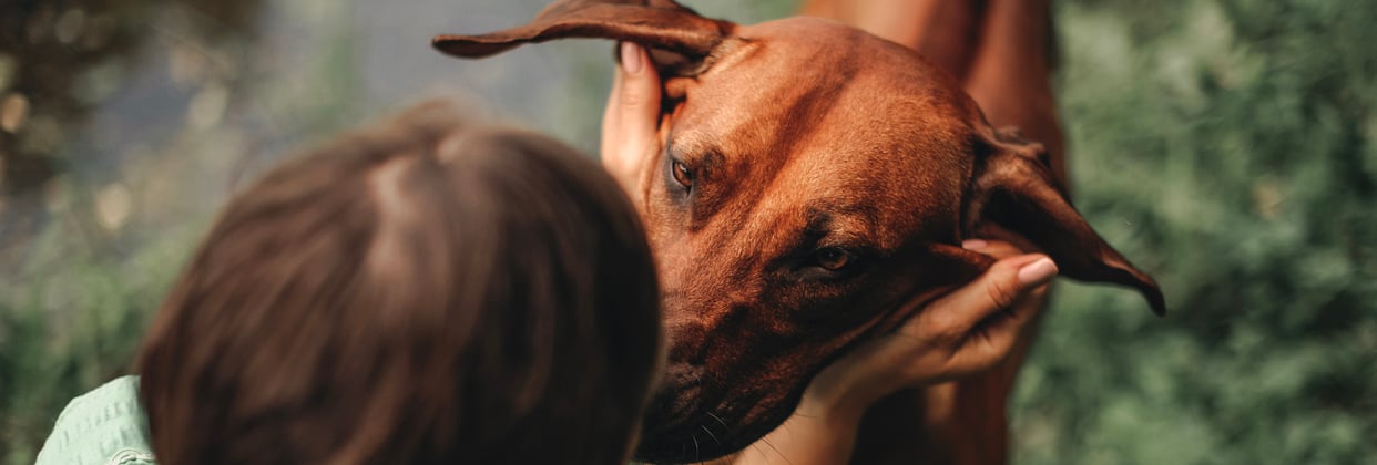 A ridgeback being held in someone's hands.