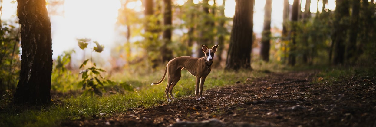 A whippet standing in a forest at sunset.