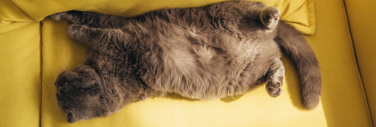 A scottish fold laying on a yellow couch.
